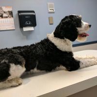 West Bearden Veterinary Hospital ico