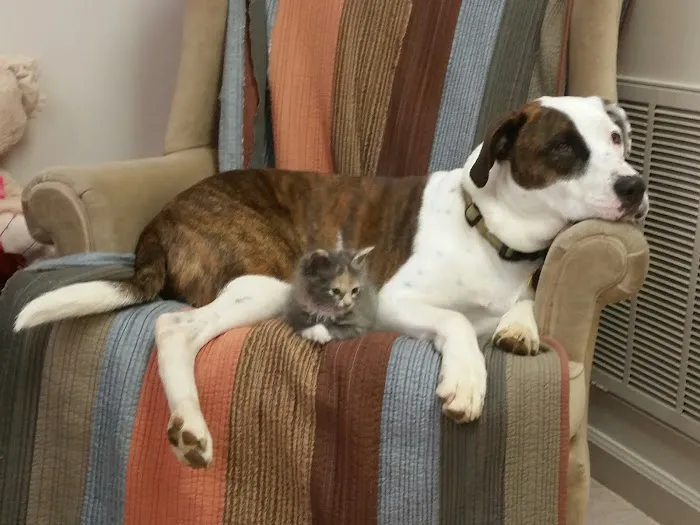 West Bearden Veterinary Hospital 7