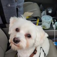 Petco ico