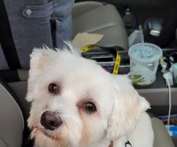 Petco