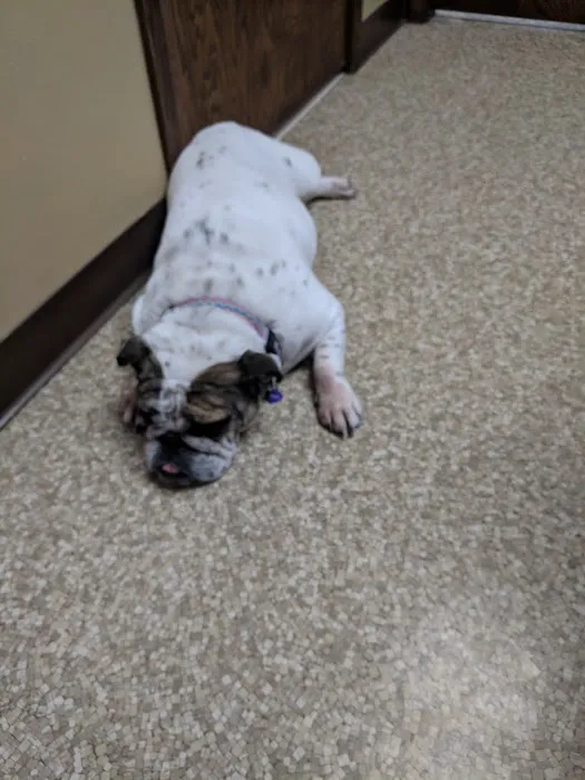 All Pets Animal Hospital 6