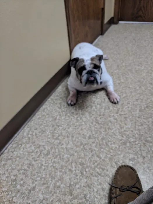 All Pets Animal Hospital 1