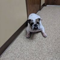 All Pets Animal Hospital ico
