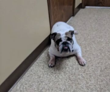 All Pets Animal Hospital