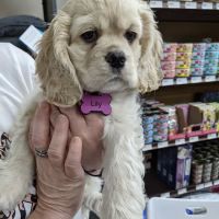 Abby's Road Vet Care ico