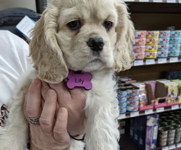 Abby's Road Vet Care