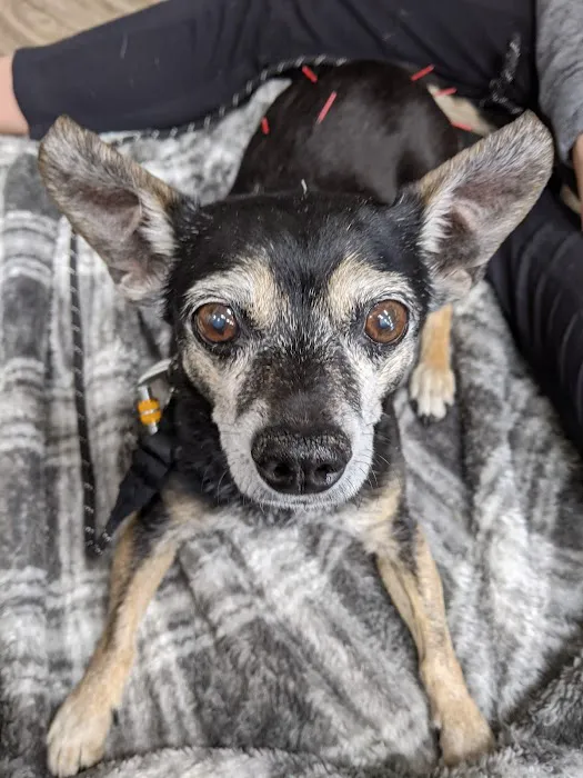 Abby's Road Vet Care 2