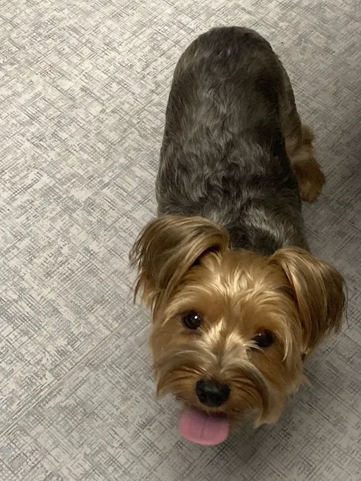 Pet Medical Center 3