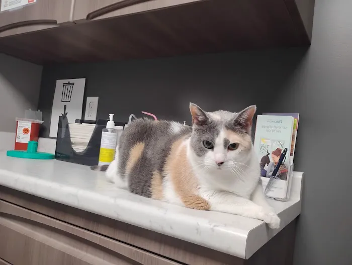 Pet Medical Center 5