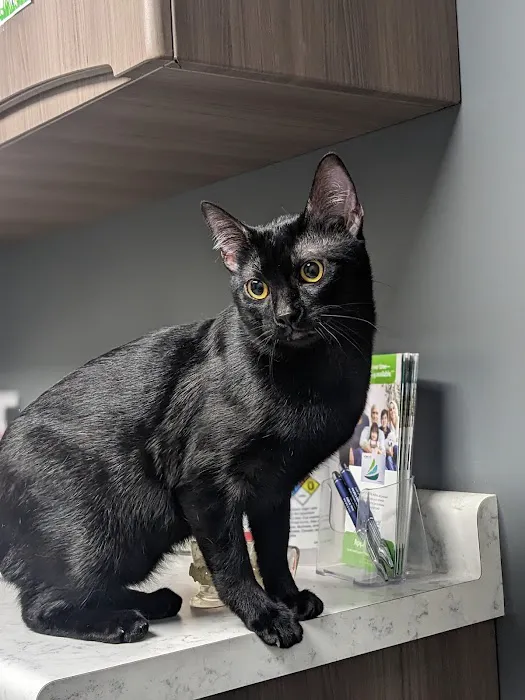 Pet Medical Center 4