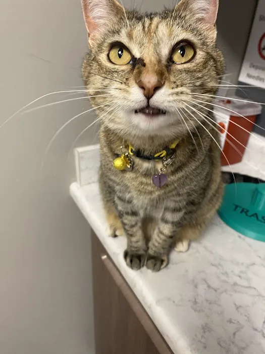 Pet Medical Center 1