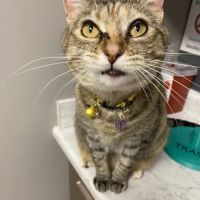Pet Medical Center ico