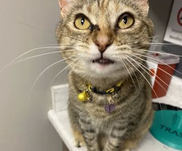Pet Medical Center
