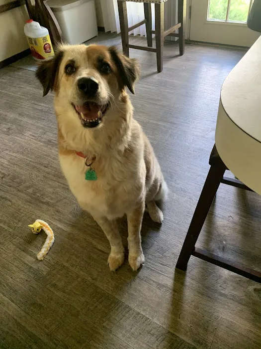 Pet Medical Center 8
