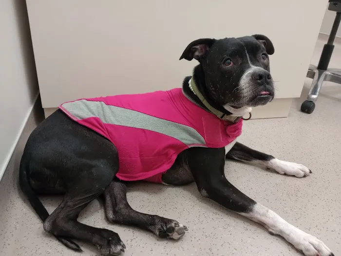 Lloyd Veterinary Medical Center 5