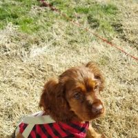 Lloyd Veterinary Medical Center ico