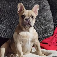 Webster City Veterinary Clinic ico