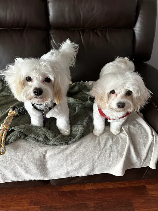 Ames Pet Hospital 4
