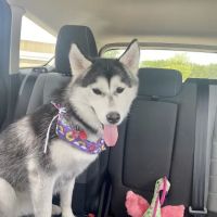 ISU Small Animal Hospital ico