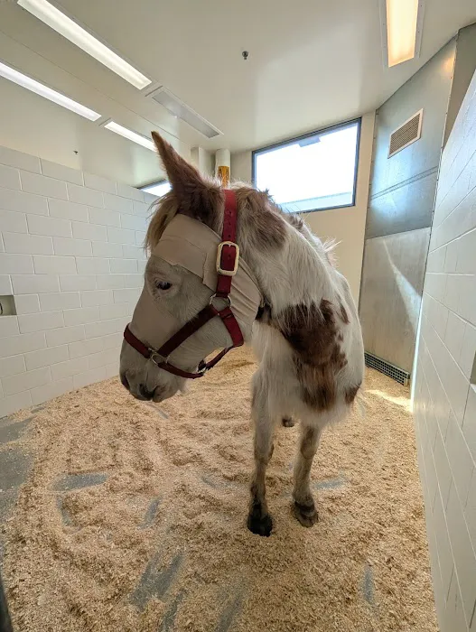 Large Animal Hospital 2