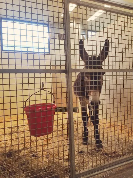 Large Animal Hospital 4