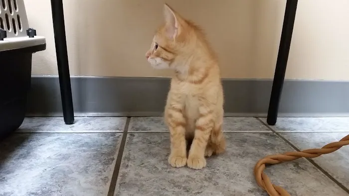 Altoona Veterinary Hospital 7