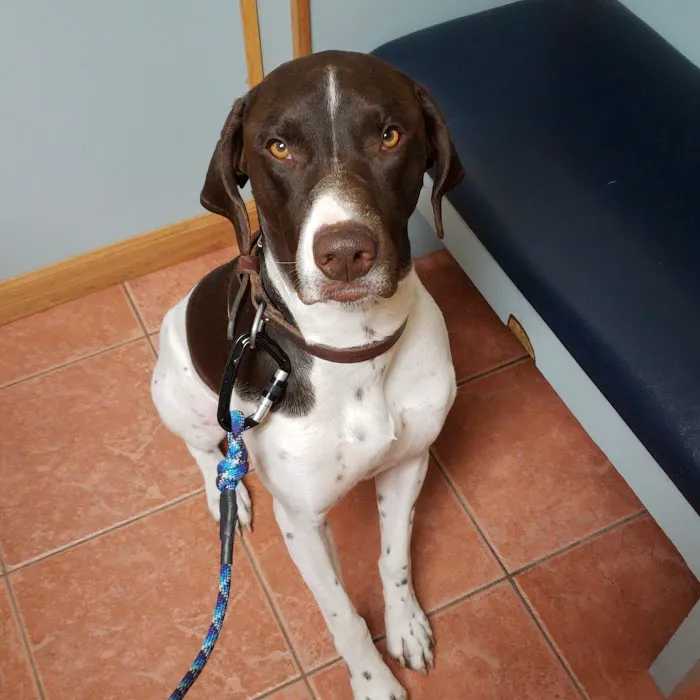 Eastown Animal Hospital 10