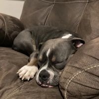 Eastown Animal Hospital ico