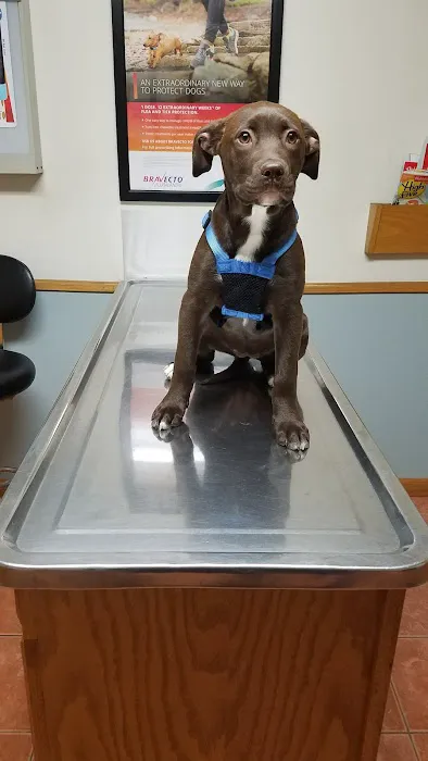 Eastown Animal Hospital 7