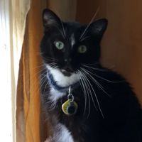 Banfield Pet Hospital ico