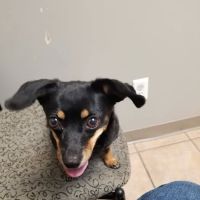 Creature Comforts Veterinary Hospital ico