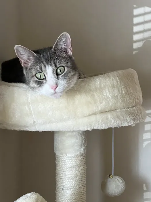 Creature Comforts Veterinary Hospital 7