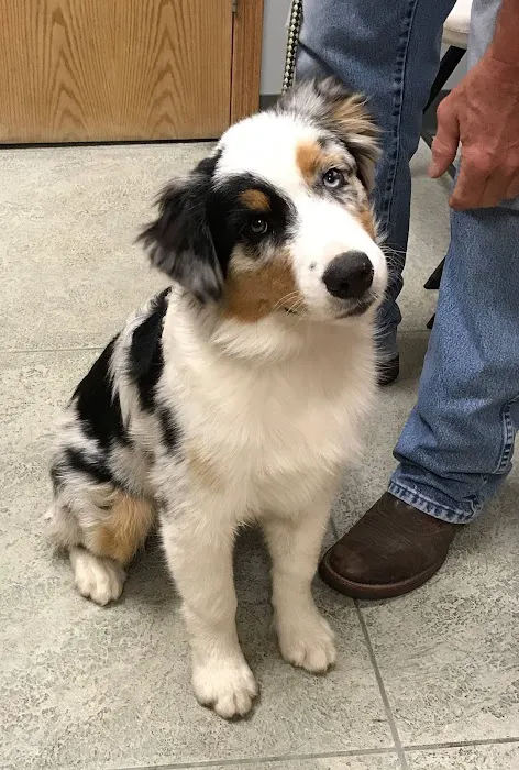 Animal Health Center of Knoxville 8