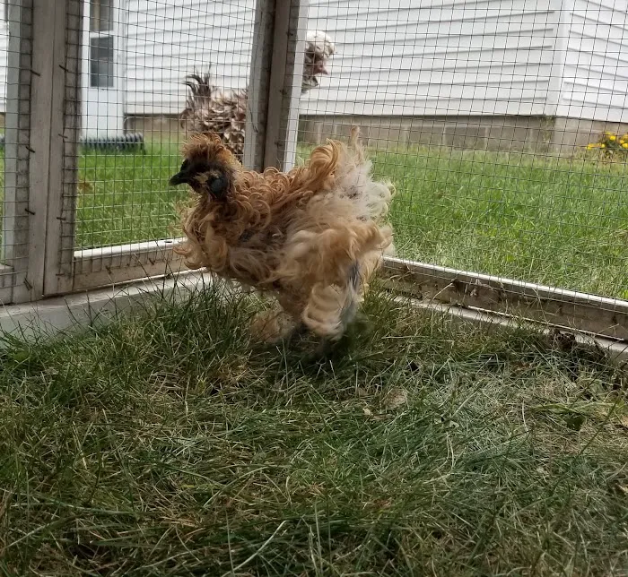 Animal Health Center of Knoxville 2