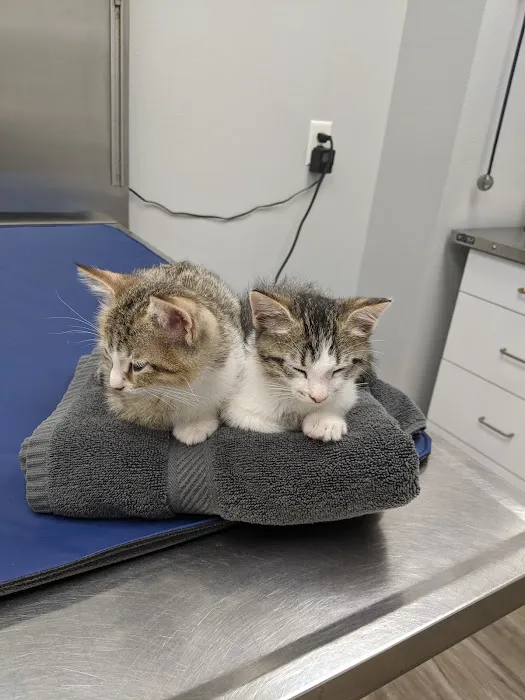 Knoxville Veterinary Knoxville Il 9