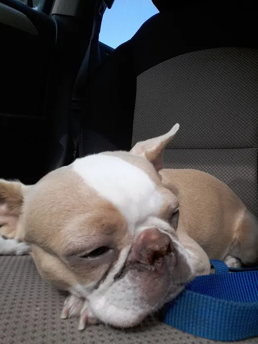 Knoxville Veterinary Knoxville Il 8