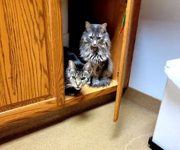 Oskaloosa Small Animal Veterinary Clinic