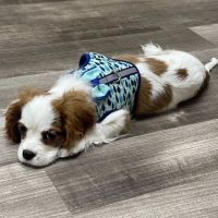 Heart of Ankeny Animal Hospital ico
