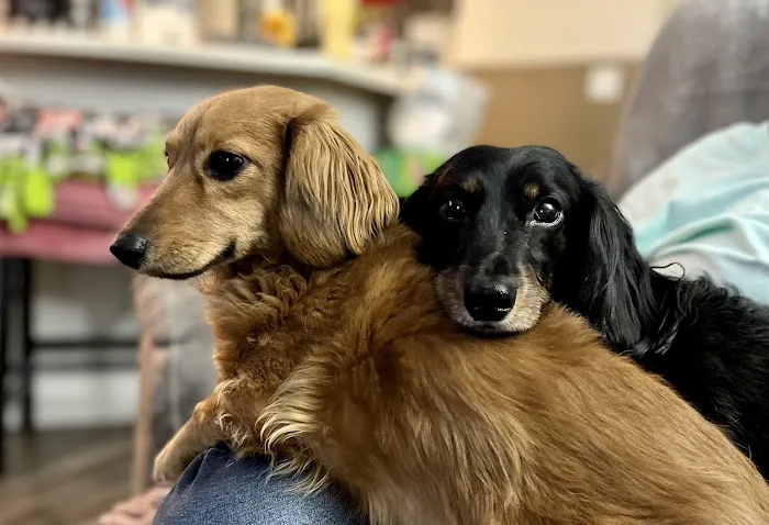Heart of Ankeny Animal Hospital 9