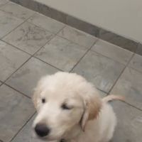 Ankeny Veterinary Clinic ico