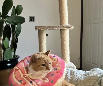 Healing Paws Veterinary Clinic