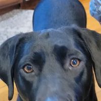 Midland Prairie Veterinary Services ico