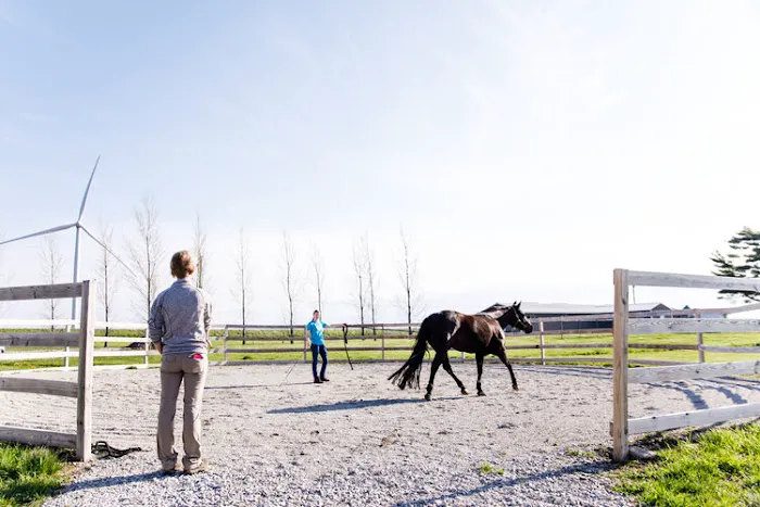 Iowa Equine 5