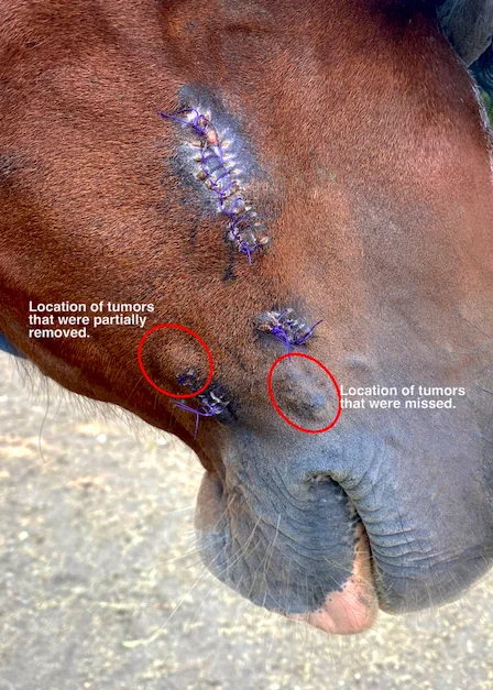 Iowa Equine 1