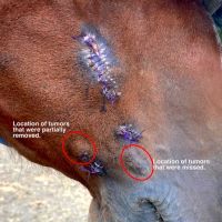 Iowa Equine ico