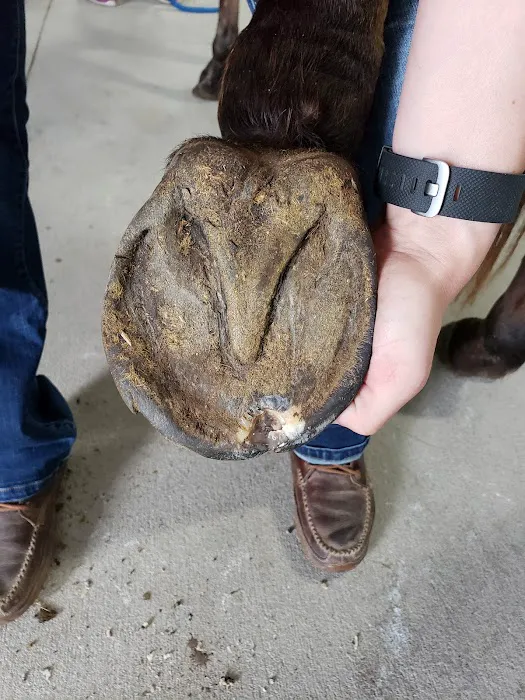 Iowa Equine 6