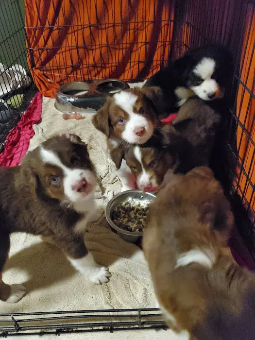 Doggie Dude Ranch 4