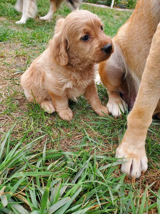 Doggie Dude Ranch 5