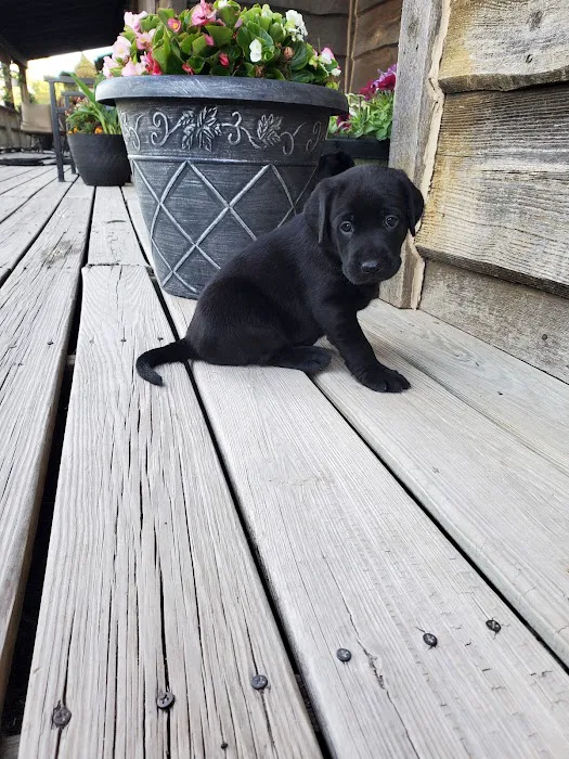 Doggie Dude Ranch 7