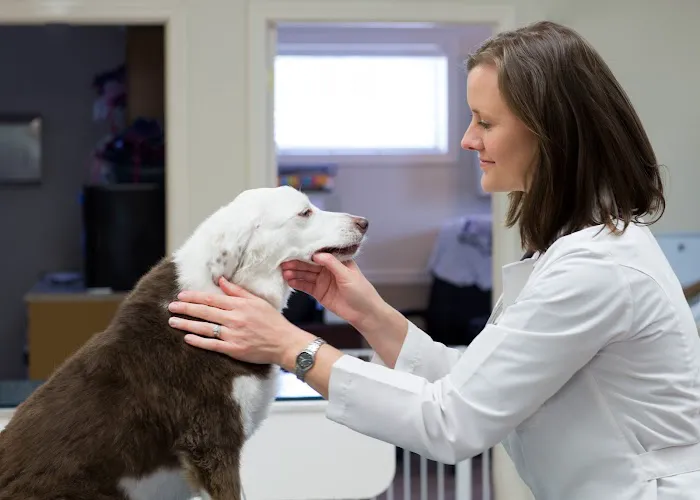 Grace Animal Hospital 8